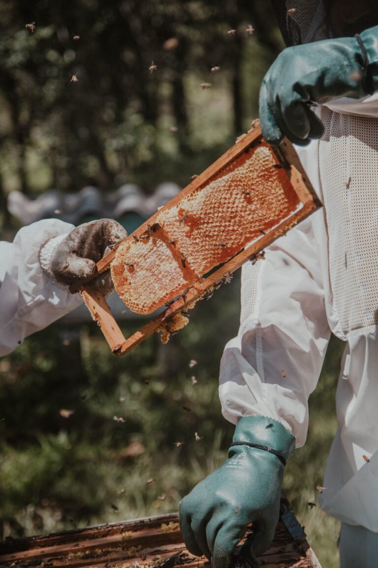 A Guide to Starting Beekeeping